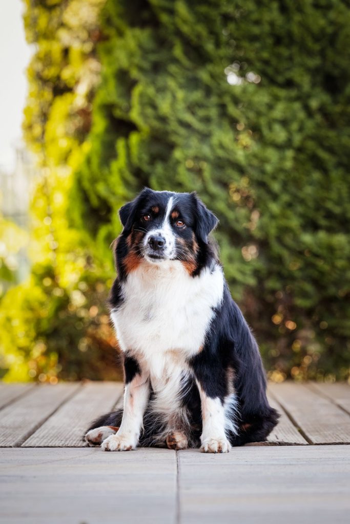 Miniature American Shepherds Hunderasse