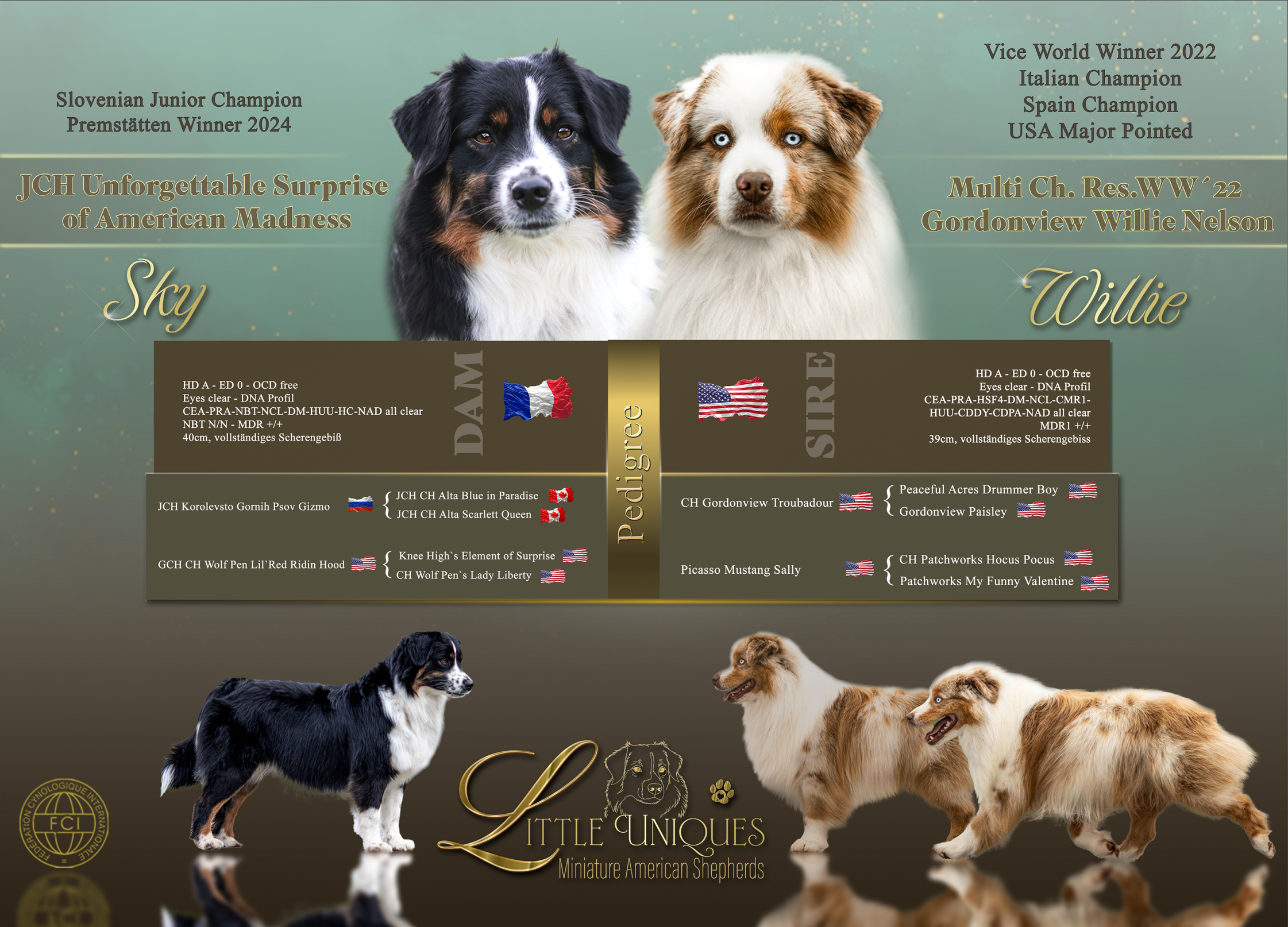 Miniature American Shepherd Wurfcollage